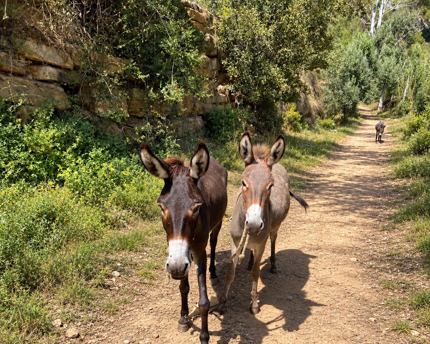 Two donkeys walking towards the camera on a dirt path beside an old stone wall
