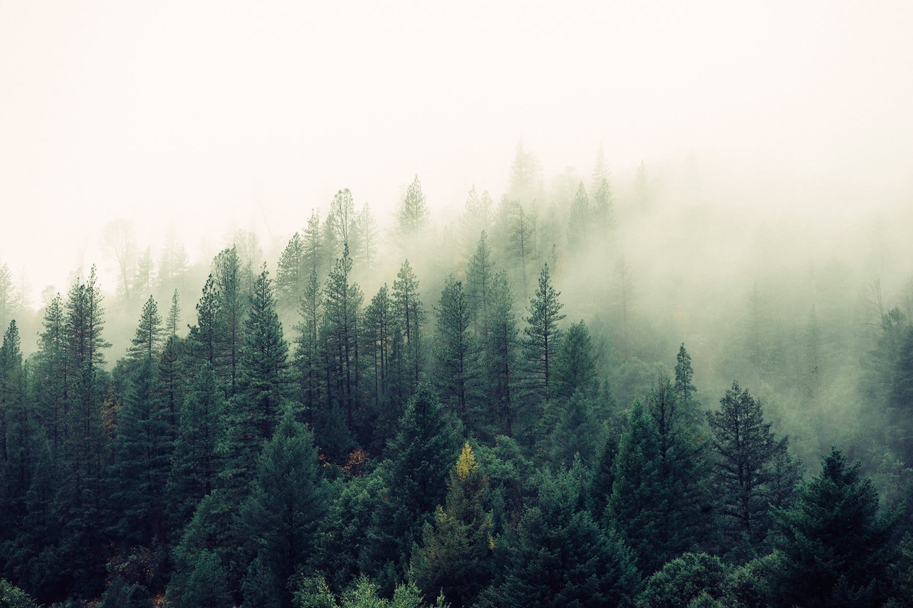 Morning mist moving through the pine forest around the resort