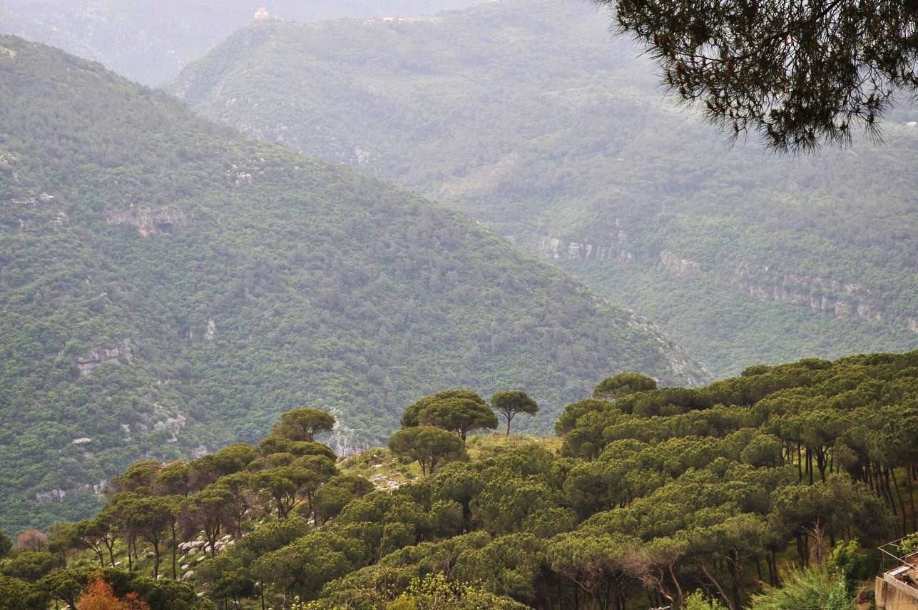 Stone pines on the ridge above the Beit Mery valley